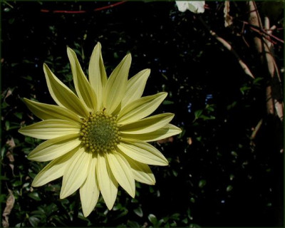 Helianthus_giganteus.JPG