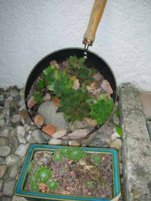 Pfannen-Semps.jpg