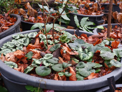 Cyclamen coum PC270702.JPG