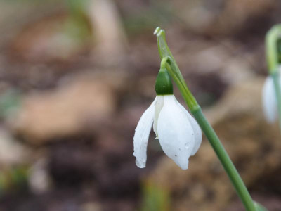 Galanthus elwesii Zipfel PC270705.JPG
