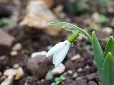 Galanthus elwesii lange Nase PC270706.JPG