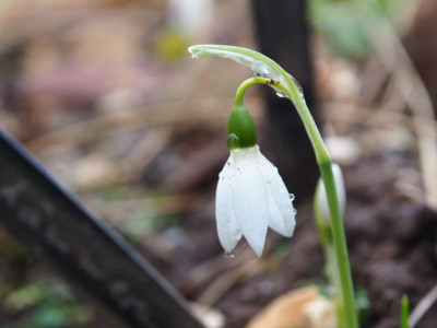 Galanthus elwesii Spitze PC270707.JPG