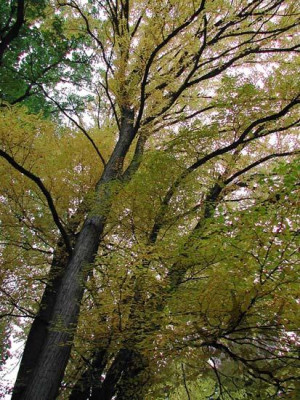 cercidiphyllum_japonicum_10.jpg