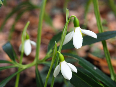 Galanthus elwesii Peter Gatehouse P1010705.JPG