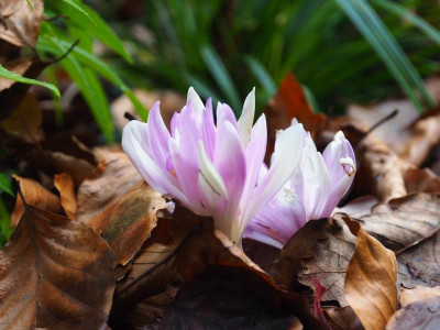 Colchicum Waterlily P1010706.JPG