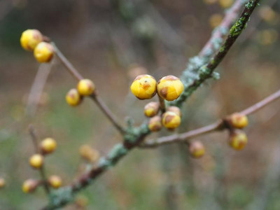 Chimonanthus praecox PC270696.JPG
