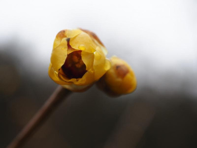 Chimonanthus praecox PC270697.JPG