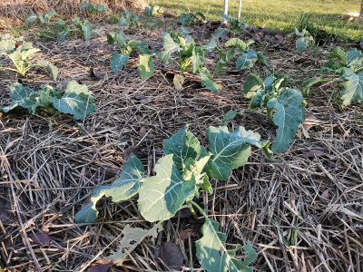 Winterblumenkohl 20211231.jpg