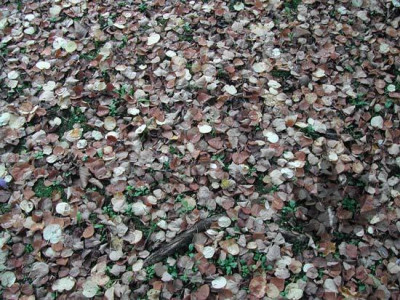 cercidiphyllum_japonicum_11.jpg