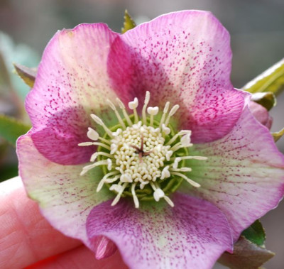 H.Samling_rosa_gefleckt.jpg