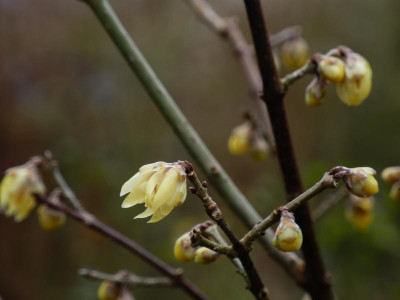 Chimonanthus praecox 2021-01-22 (1).JPG