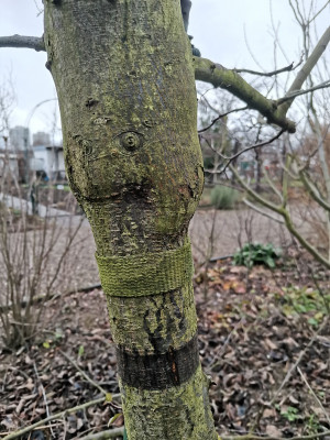 Spaltpfropfen QW 2021.jpg