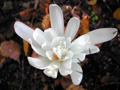 colchicum_autumnale_albople.jpg