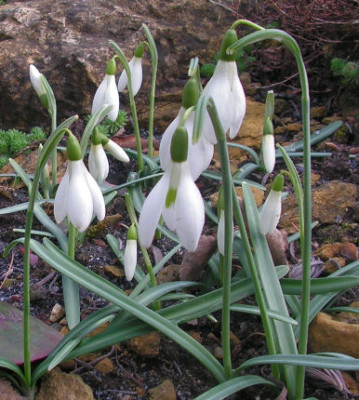 Galanthus_r.o._vernalis_Mtnegro_011.jpg