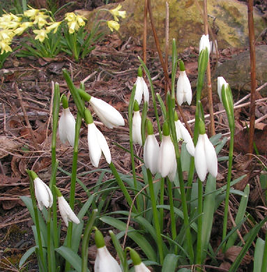 Galanthus_nivalis_Poc_003.jpg