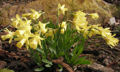 Narcissus_Gipsy_Queen_004.jpg