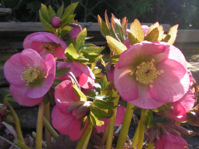 Helleborus_016.jpg