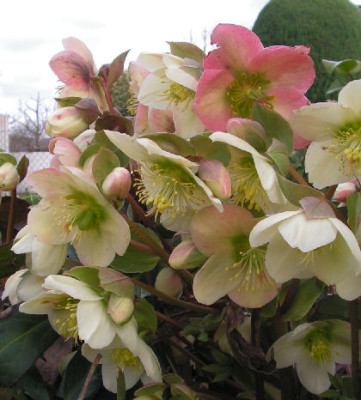 Helleborus_006.jpg