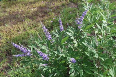 vitex.JPG