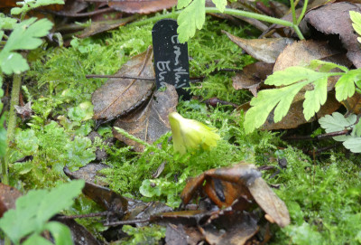 2022-01-03 Eranthis 'Euan Bunclark' 1.jpg