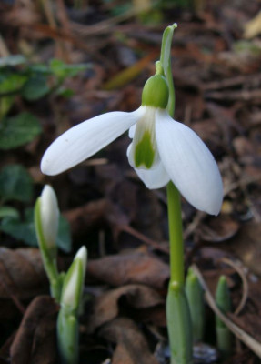 Galanthus elwesii J.Haydn21.jpg