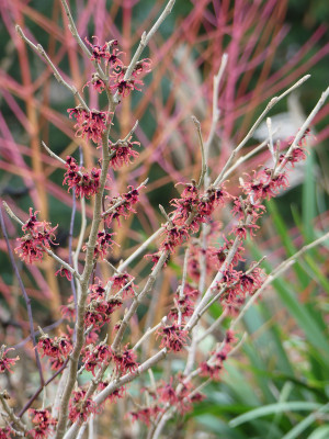 2022-01-03 Hamamelis 'Old Copper' 5.jpg