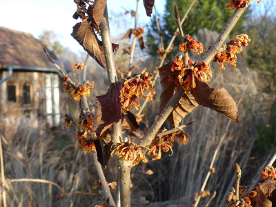 2022-01-03 Hamamelis 'Harry' 4.jpg