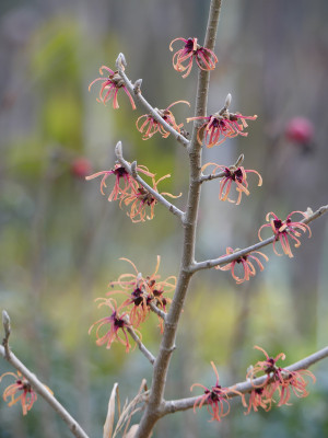 2022-01-03 Hamamelis 'Robert' 1.jpg