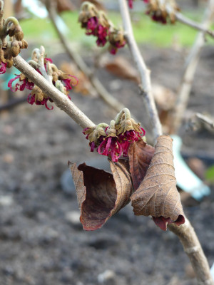 2022-01-03 Hamamelis 'Tsukubana Kurenai' 1.jpg