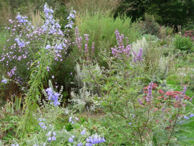 Salvia azurea Vitex agnus-castus Sedum Herbstfreude DSCN9507.JPG