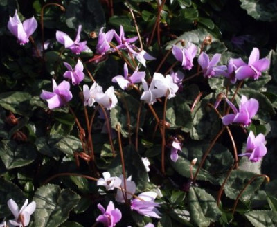 Cyclamen_3.jpg