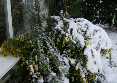 Ulex-040308.jpg