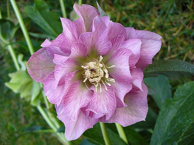 Friedrich_20080002.jpg