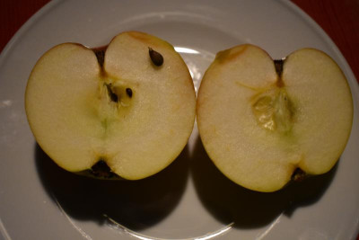Fundapfel Kraichgau 002.JPG