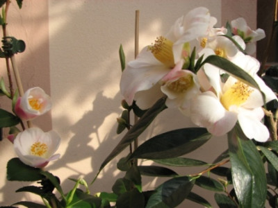04.03.08_8620_Cam.Quintessence__Apple_Blossom_70.JPG
