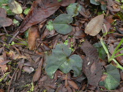 Cyclamen 'Kephalia' nach Frost.jpg