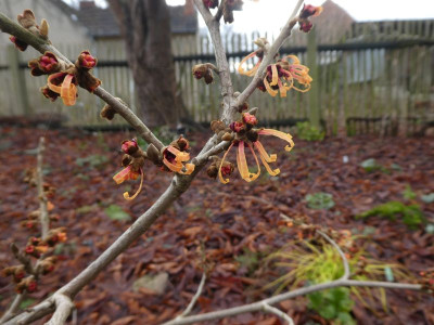 Hamamelis 'Orange Peel' 220105 k.jpg