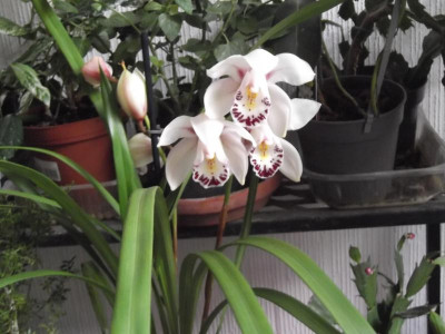 DSCF6525.JPG