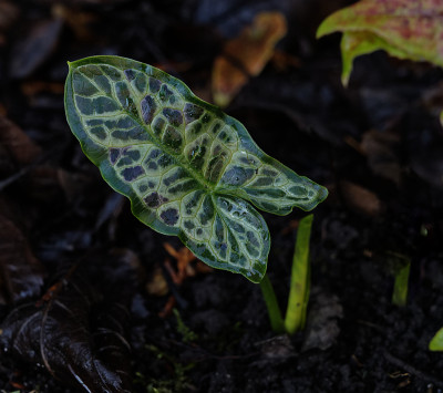 DSC_4098_DxO.jpg