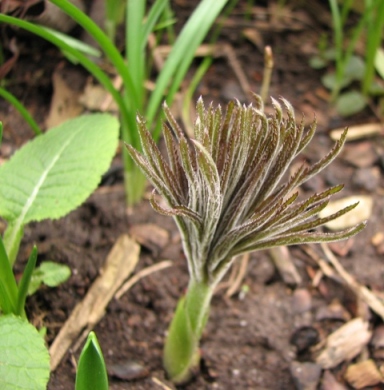 04.03.08_8582_H._multifidus_ssp_multifidus_80.JPG