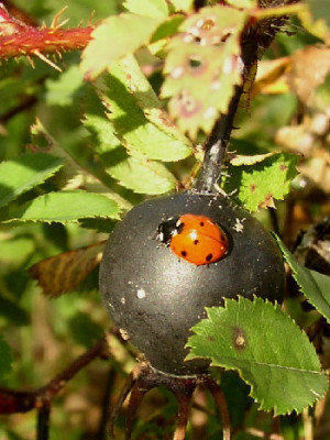 Marienkaefer_Hagebutte.jpg