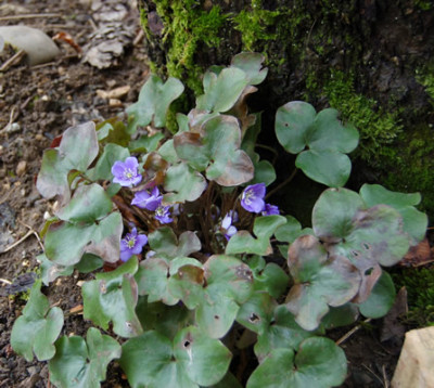 Leberblumchen__S_20444_86.jpg
