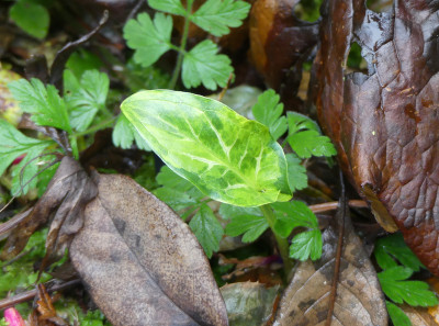 2021-12-05 Arum 'Caroline Hayes' 1.jpg