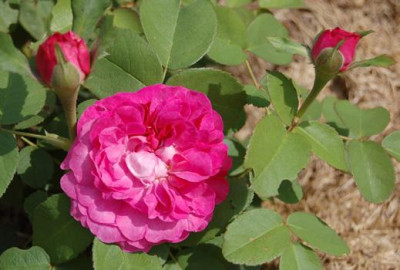 Rosabella_K_10277_90.jpg