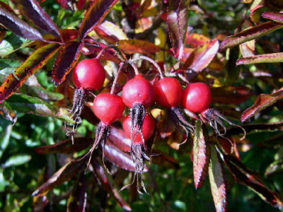 Hagebutten_herbstlaub_rose.jpg