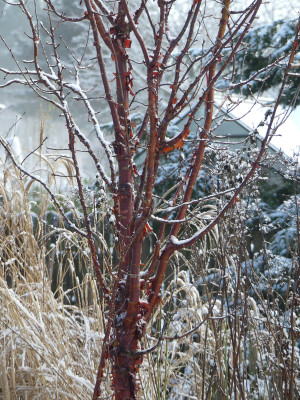 2022-01-08 Prunus serrula 1.jpg