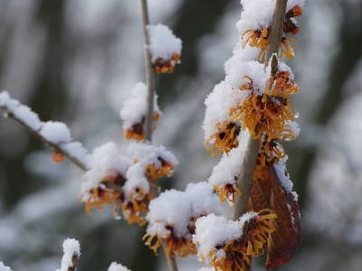 2022-01-08 Hamamelis 'Harry' 1.jpg