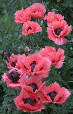 Mohn09.jpg