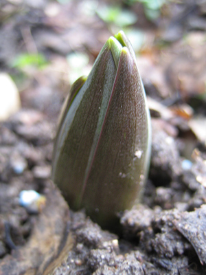 frittilaria_pers_9498.jpg