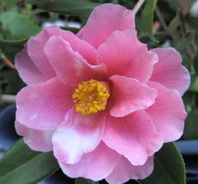 Shibori-egao_05.03..JPG